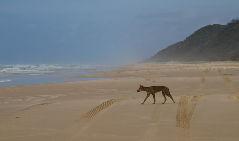 Dingo On Beach