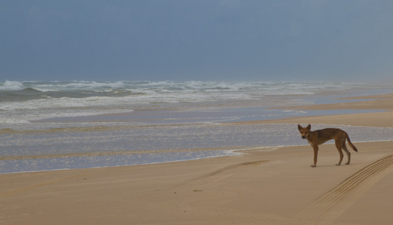 Dingo On Beach