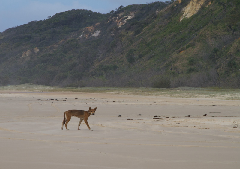 Dingo On Beach