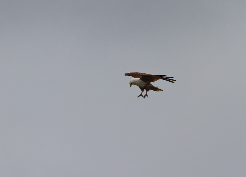 Brahminy Kite In Flight