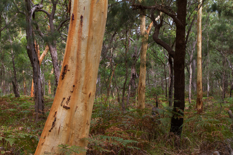 Bark-Stripped Tree