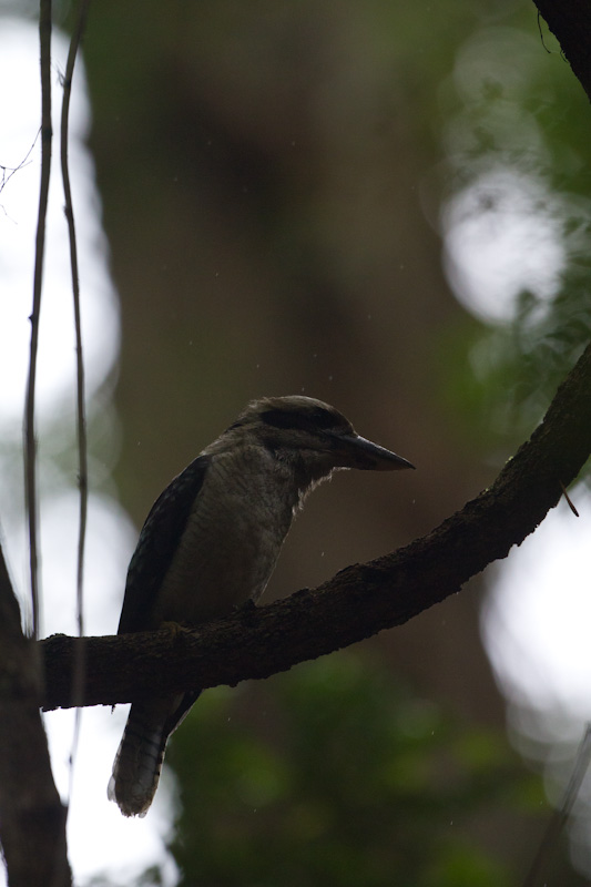 Laughing Kookaburra