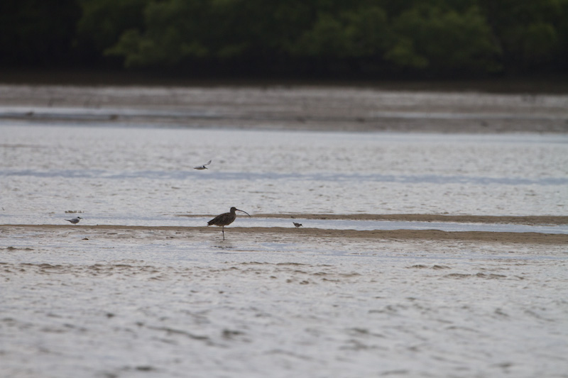 Far Eastern Curlew