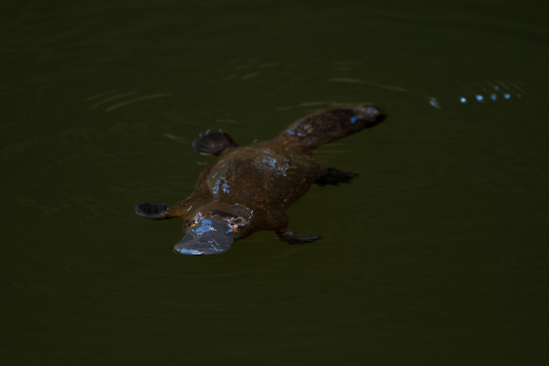 Platypus