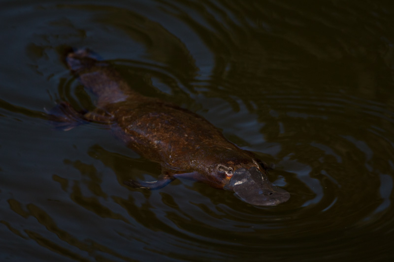 Platypus