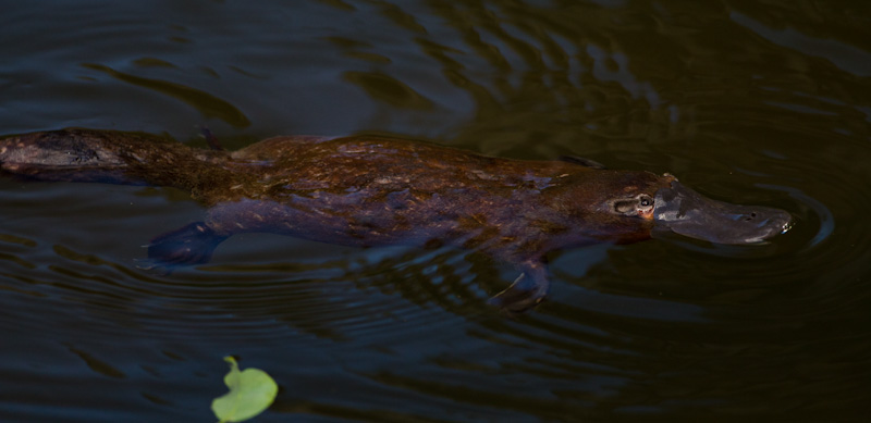 Platypus