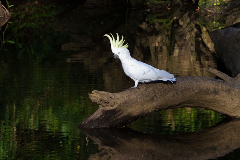 Sulphur-Crested Cockatoo