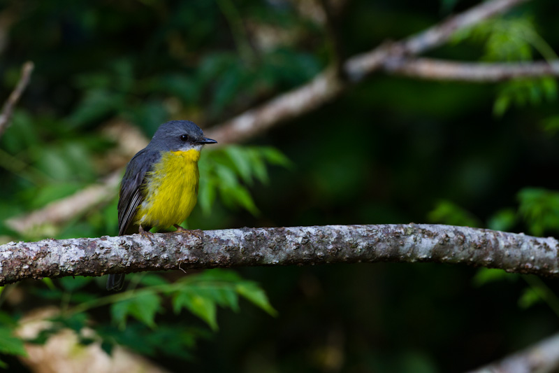 Yellow Robin