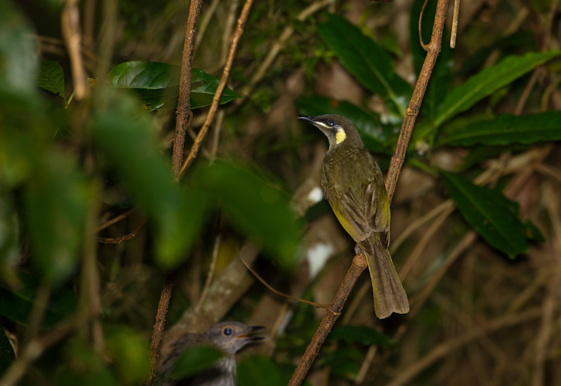 Lewins Honeyeater