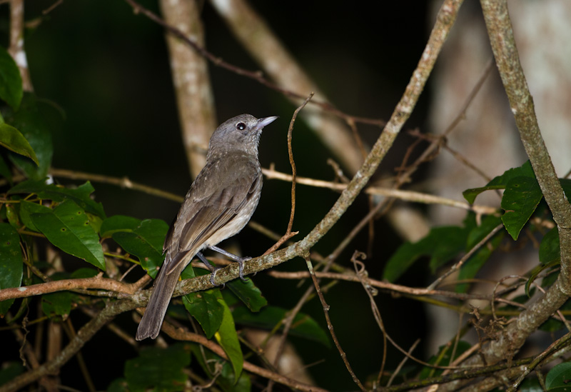 Rufous Whistler