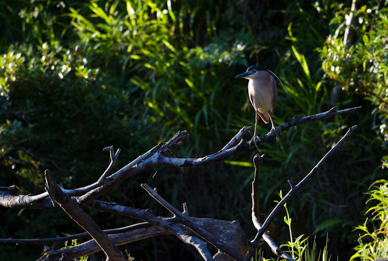 Rufous Night Heron