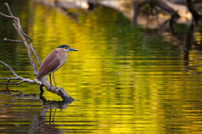 Rufous Night Heron