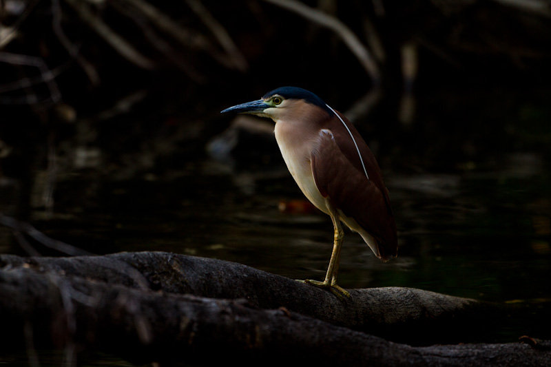 Rufous Night Heron