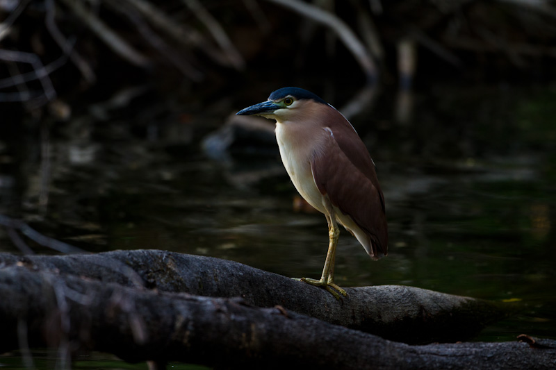 Rufous Night Heron