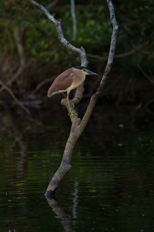 Rufous Night Heron