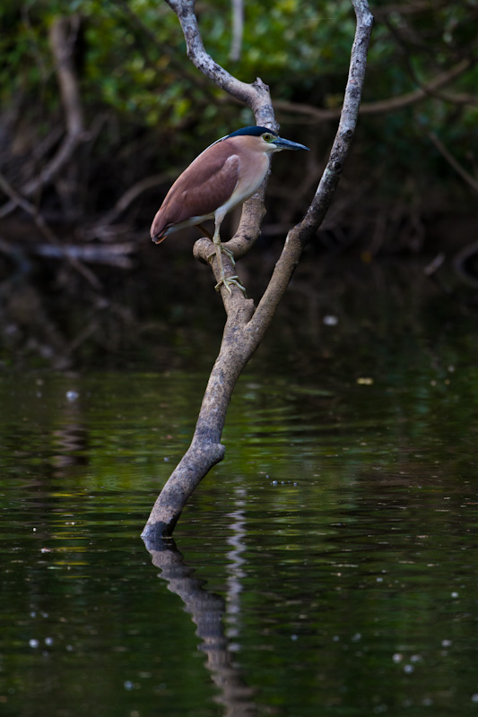 Rufous Night Heron