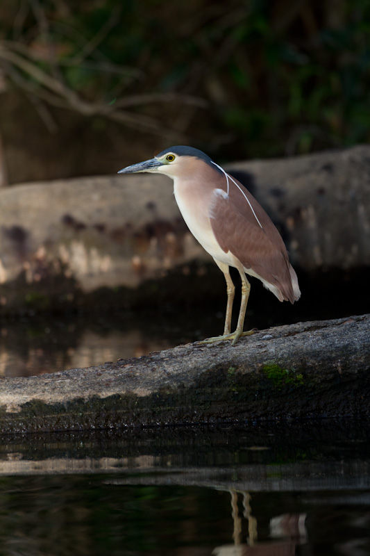 Rufous Night Heron