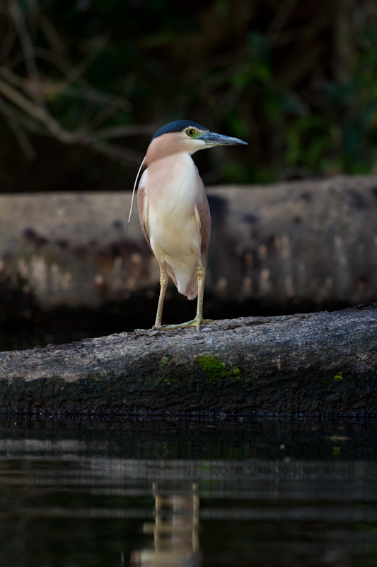 Rufous Night Heron