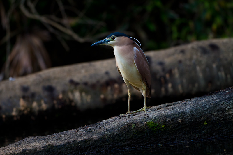 Rufous Night Heron