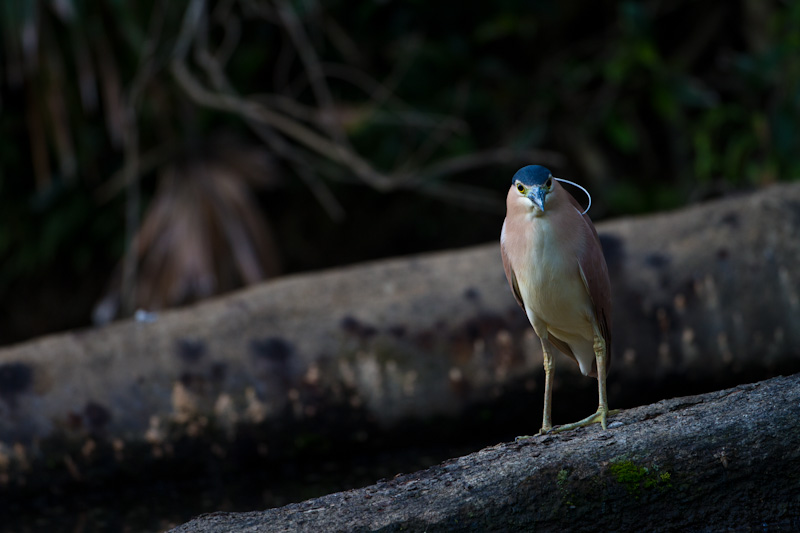 Rufous Night Heron