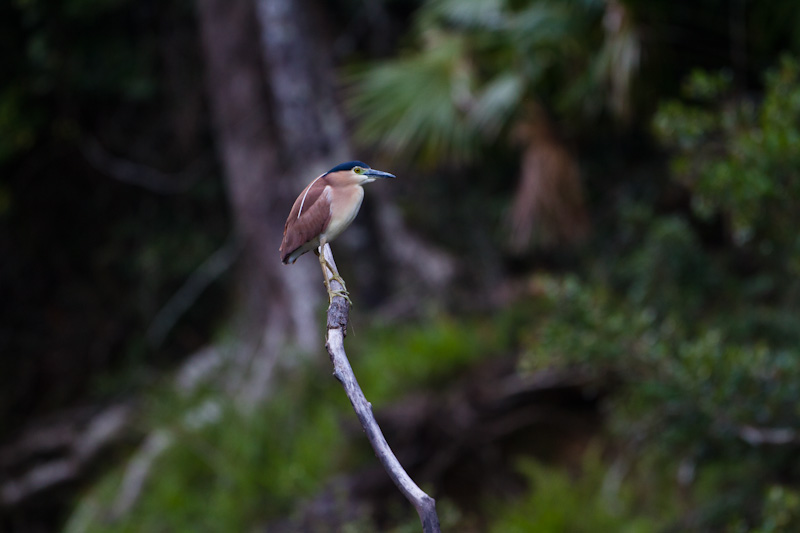 Rufous Night Heron