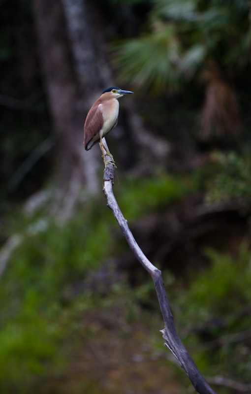 Rufous Night Heron