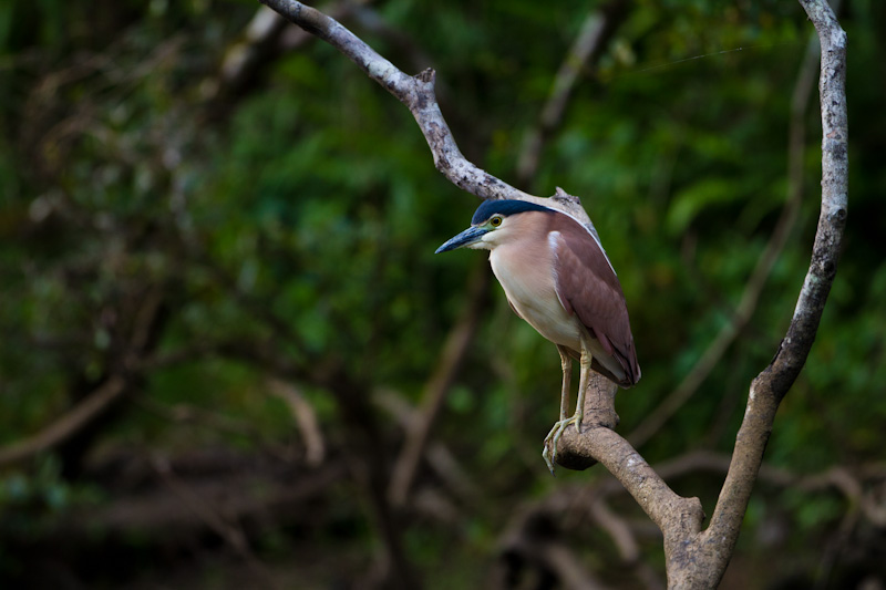 Rufous Night Heron