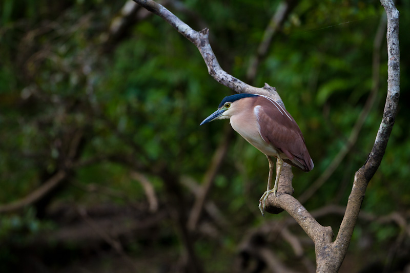 Rufous Night Heron