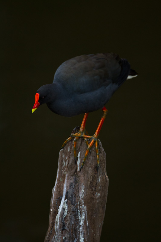 Dusky Moorhen