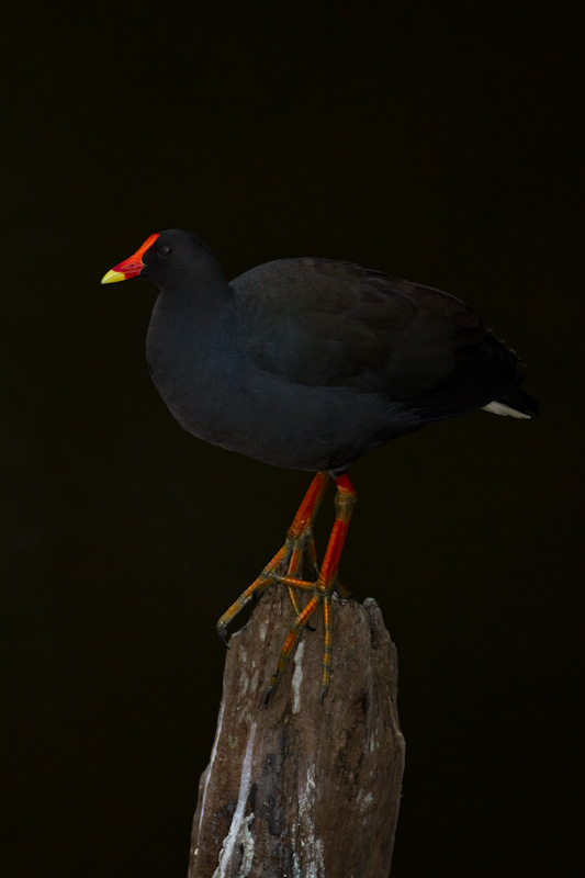 Dusky Moorhen