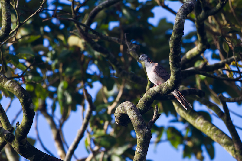 Bar-Shouldered Dove