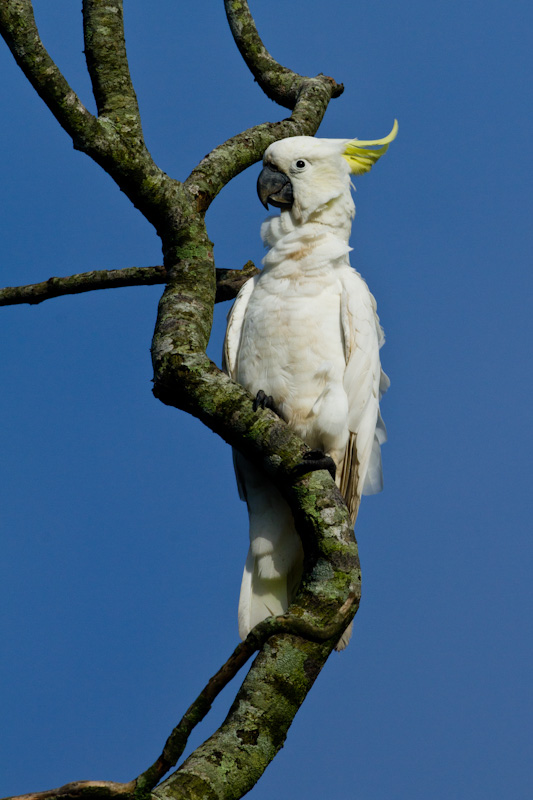 Sulphur-Crested Cockatoo