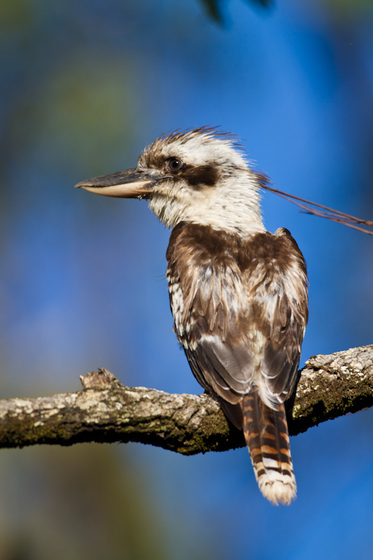 Laughing Kookaburra