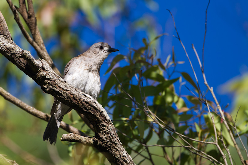 Gray Shrike-Thrush