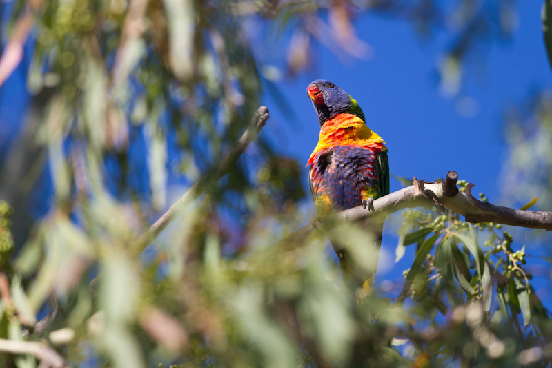 Rainbow Lorikeet