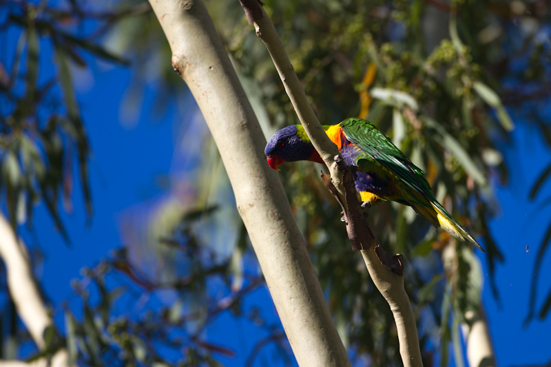 Rainbow Lorikeet