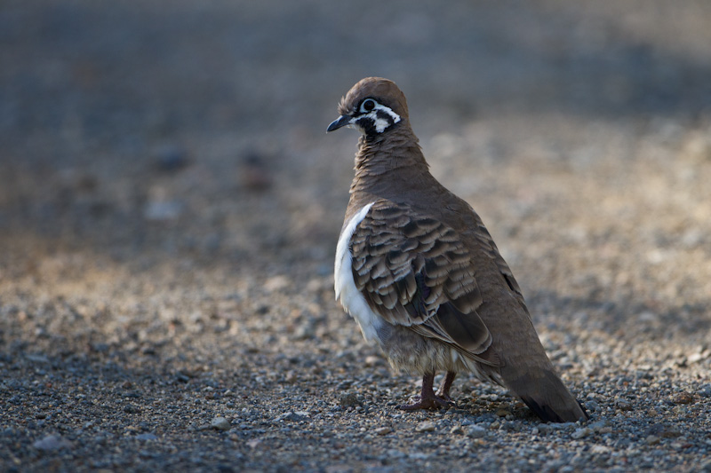 Squatter Pigeon