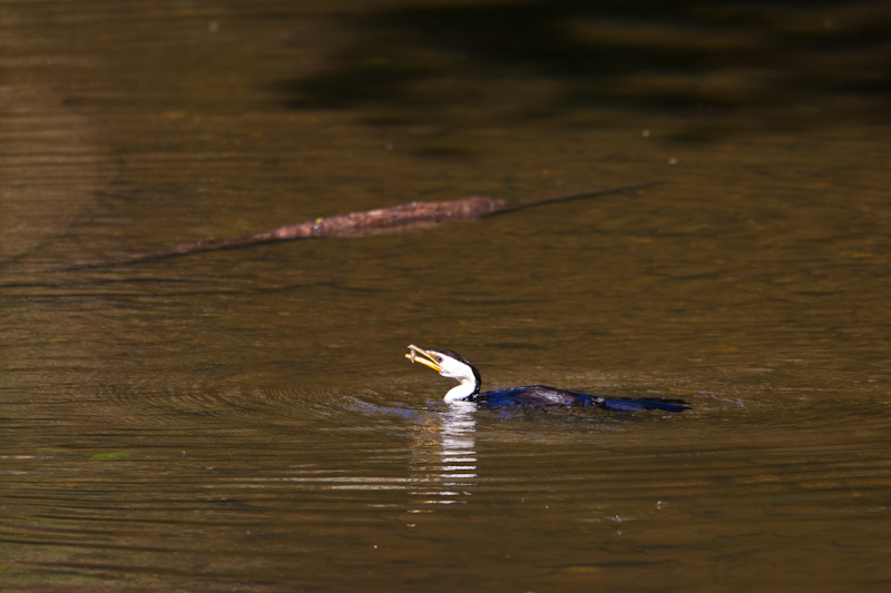 Little Pied Cormorant