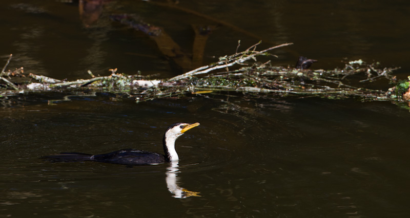 Little Pied Cormorant