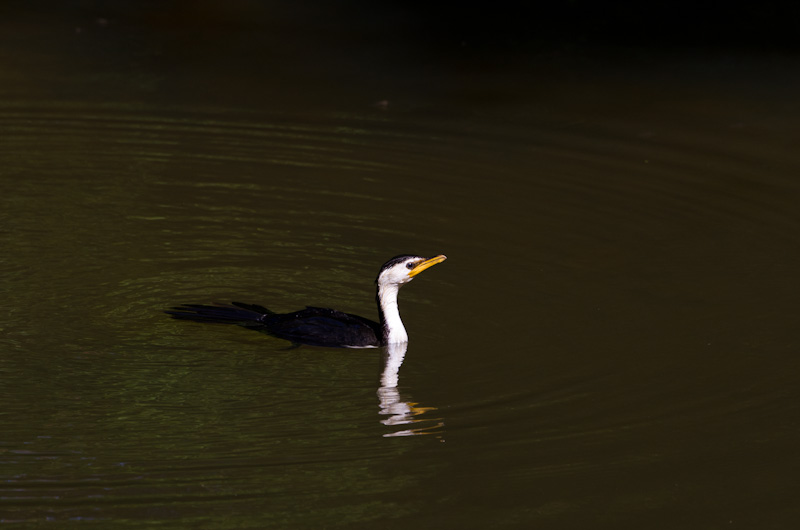 Little Pied Cormorant