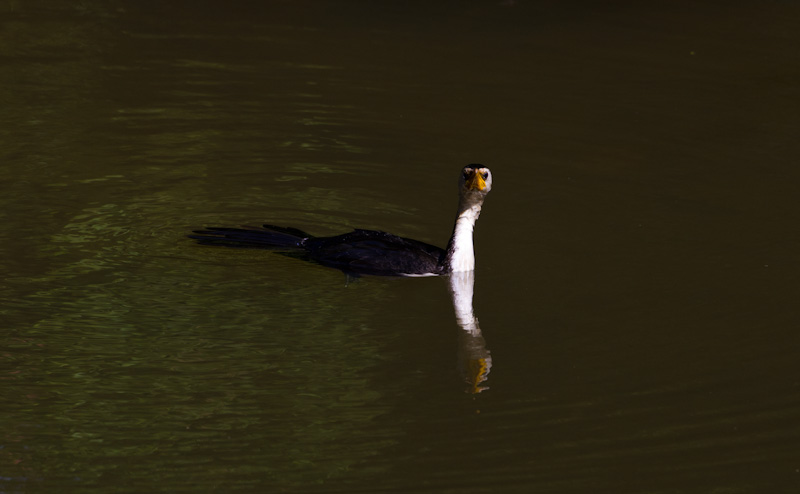 Little Pied Cormorant