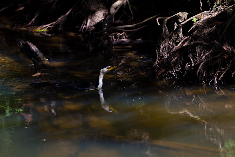 Little Pied Cormorant