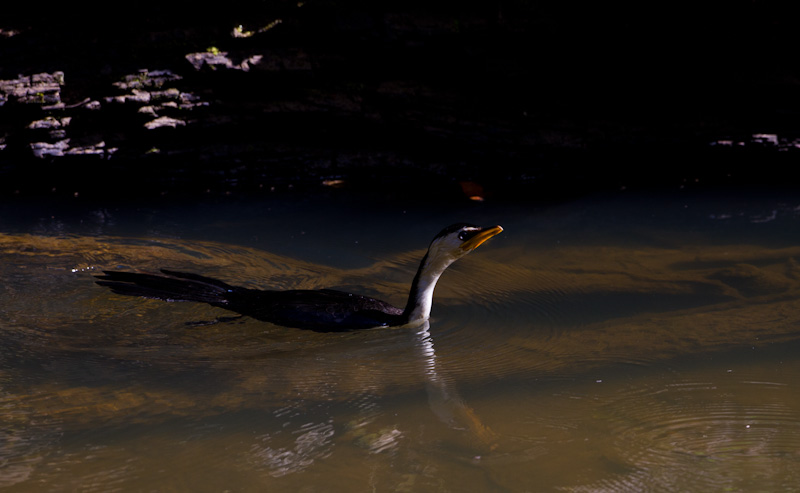 Little Pied Cormorant