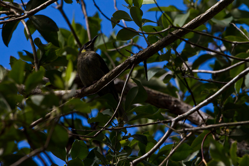 Lewins Honeyeater