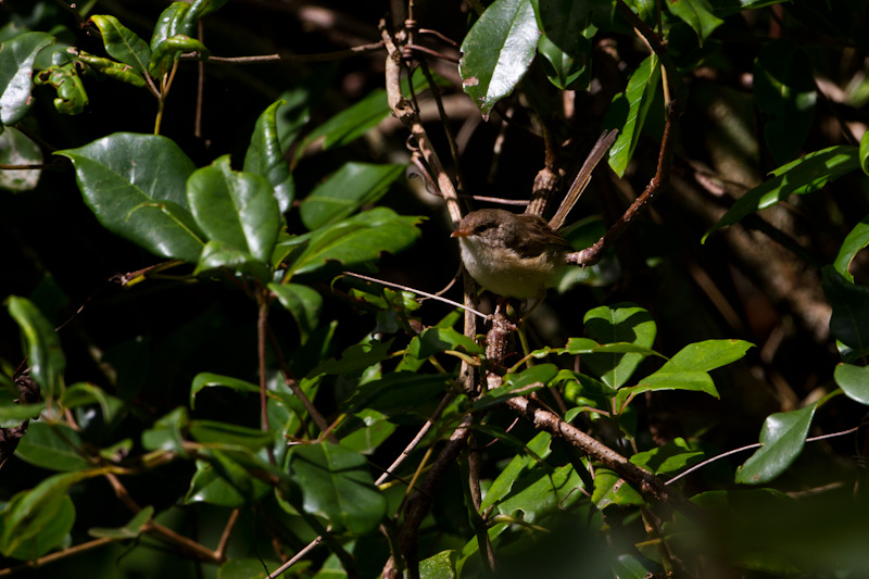 Red-Backed Fairywren