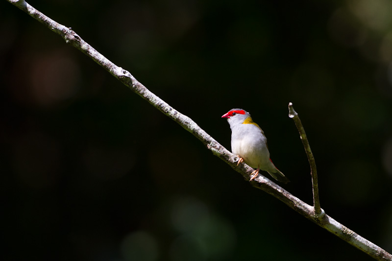 Red-Browed Firetail