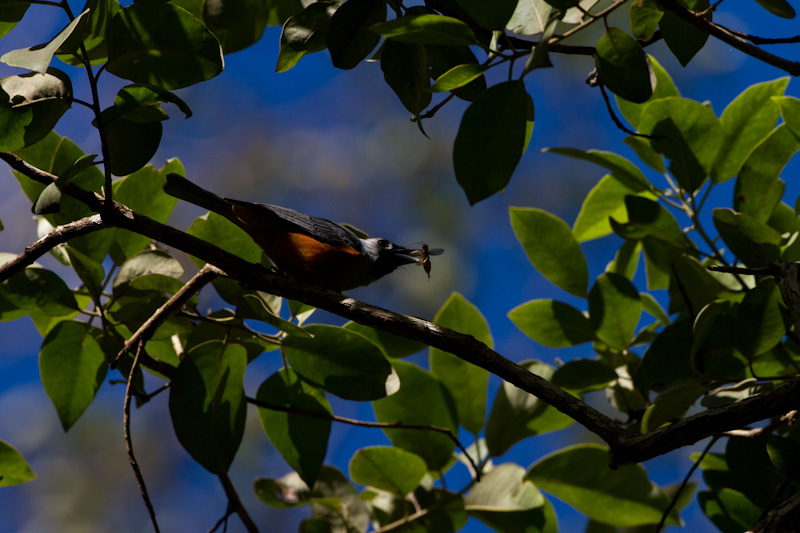 Black-Faced Monarch