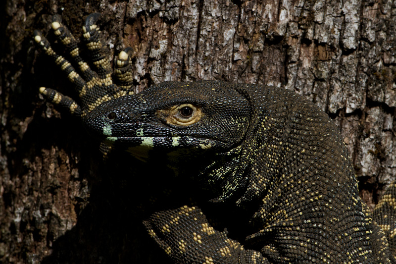 Lace Monitor