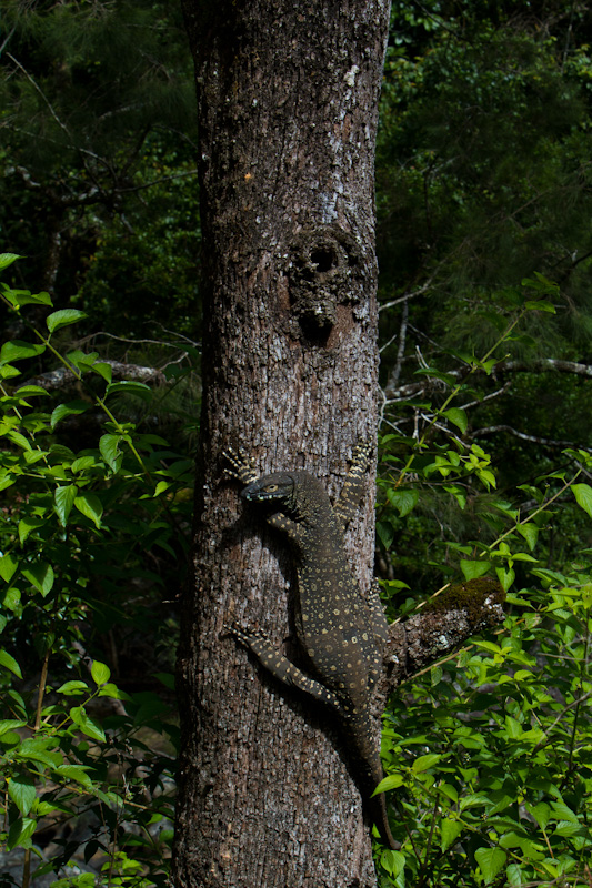 Lace Monitor