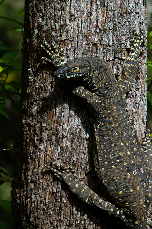 Lace Monitor